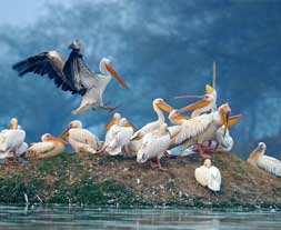 Bharatpur